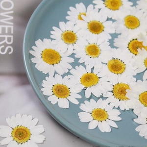 May include: A collection of dried white daisies with yellow centers arranged on a light blue plate. The daisies are pressed flat and have a delicate, natural appearance.