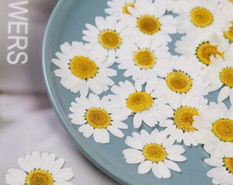 20pcs Pressed Dried Flowers Daisies White Chamomile Herbarium Plants Epoxy resin Resin Filling 25-30 mm