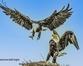 Raptors - A boxed set of 20 unique, fine art photography notecards featuring Birds of Prey we have captured through our lenses.