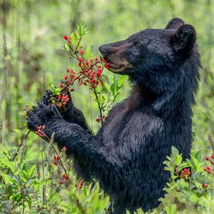Wildlife Wonders - Un coffret de 24 cartes de correspondance uniques pour photographies d'art représentant la faune d'Amérique du Nord
