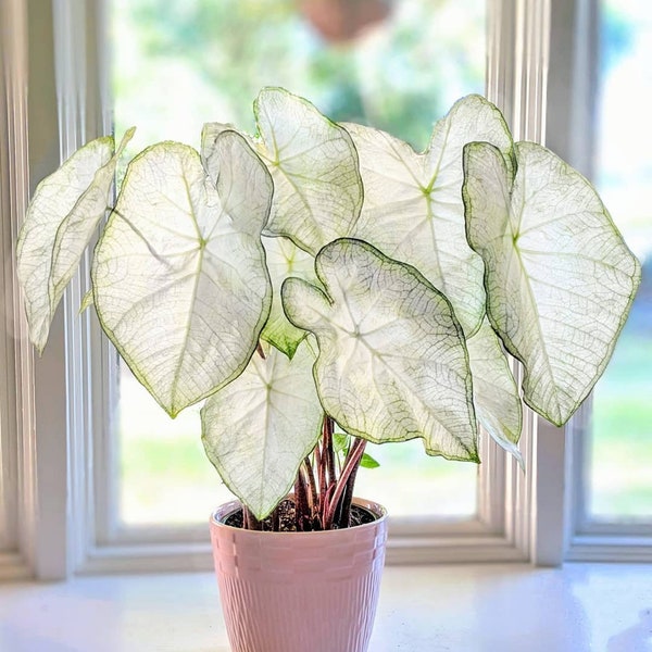 Tubercule de caladium 'Florida moonlight'