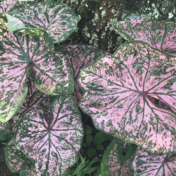 Tubercule de caladium 'Florida elise'