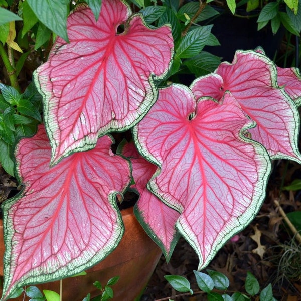 Tubercule de caladium 'Florida sweetheart'