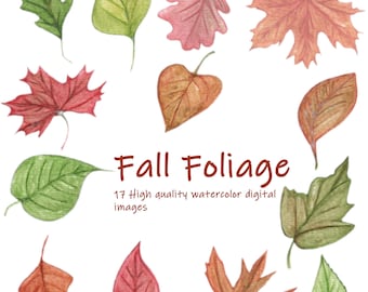 watercolor fall leaves clipart-autumn leaves clipart-ash-oak-maple-birch-red-green-yellow-brown-orange-instant png files