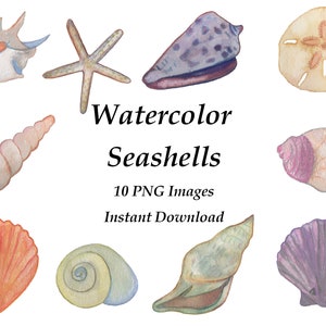 Acuarela Seashell Clipart PNG-Náutico-Coastal-Ocean-Sea-Shells-Instant Descargar