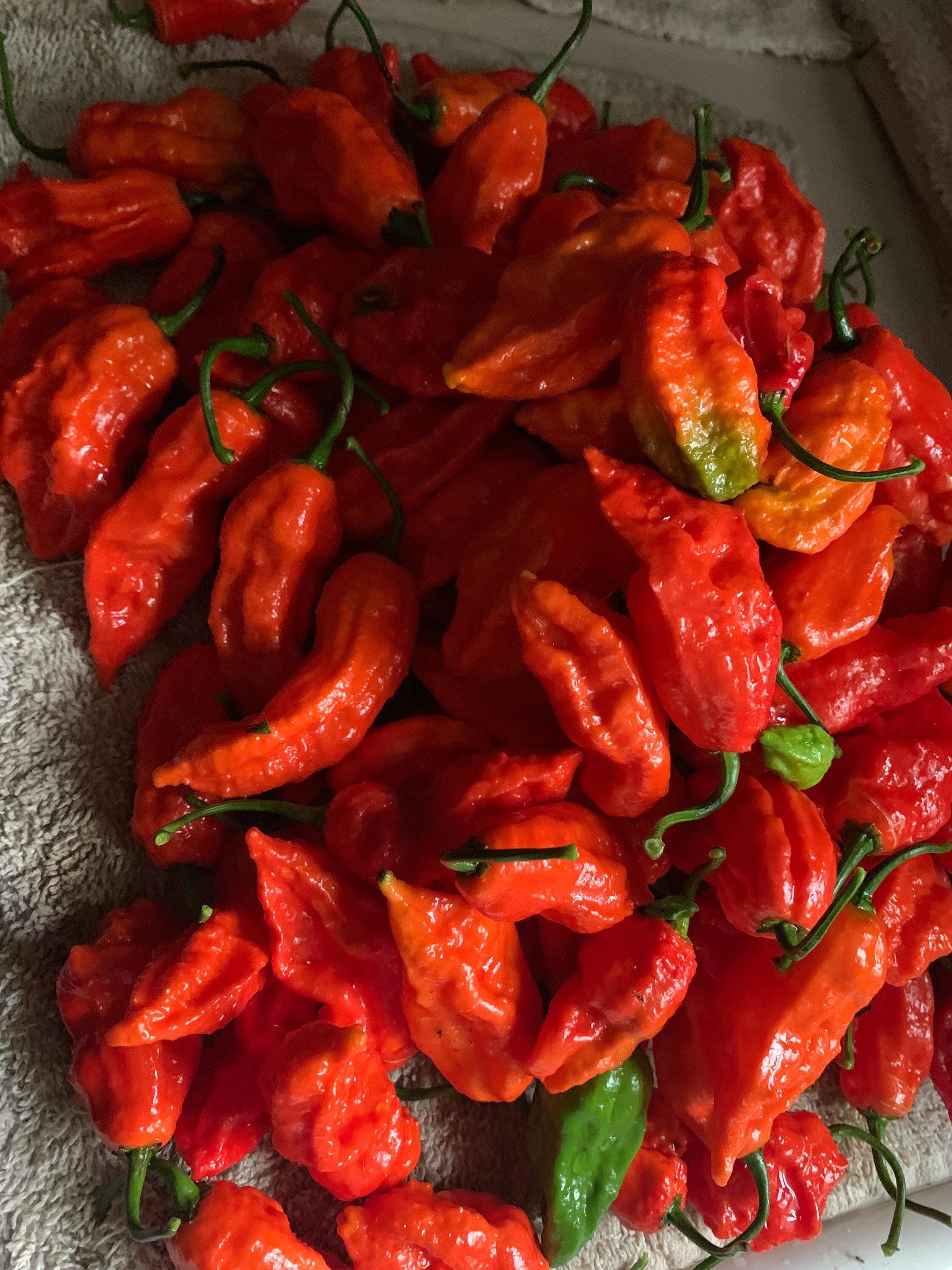 Ghost Pepper Powder Etsy