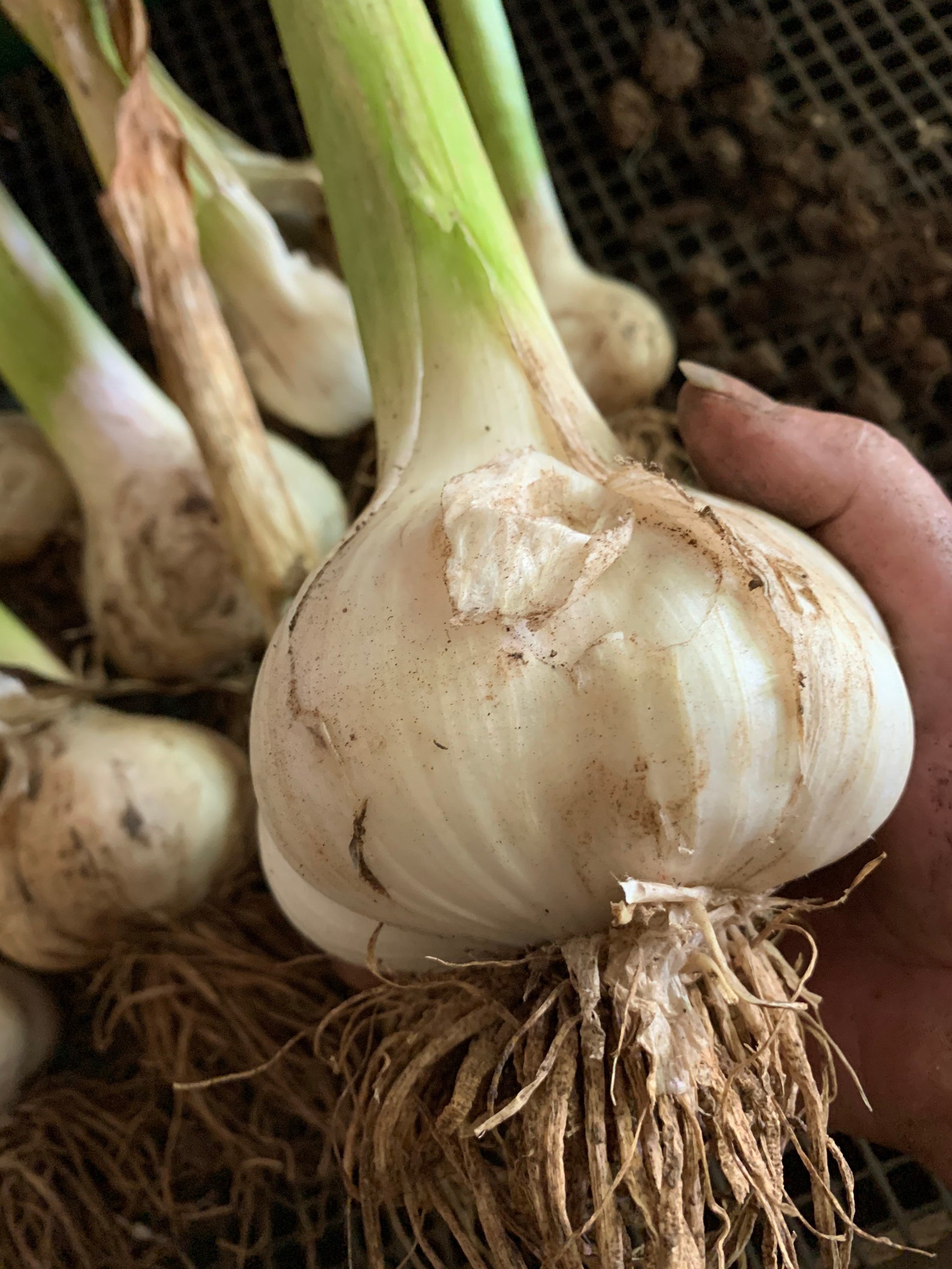 Elephant Garlic Corms seeds Rounds and Cloves Etsy