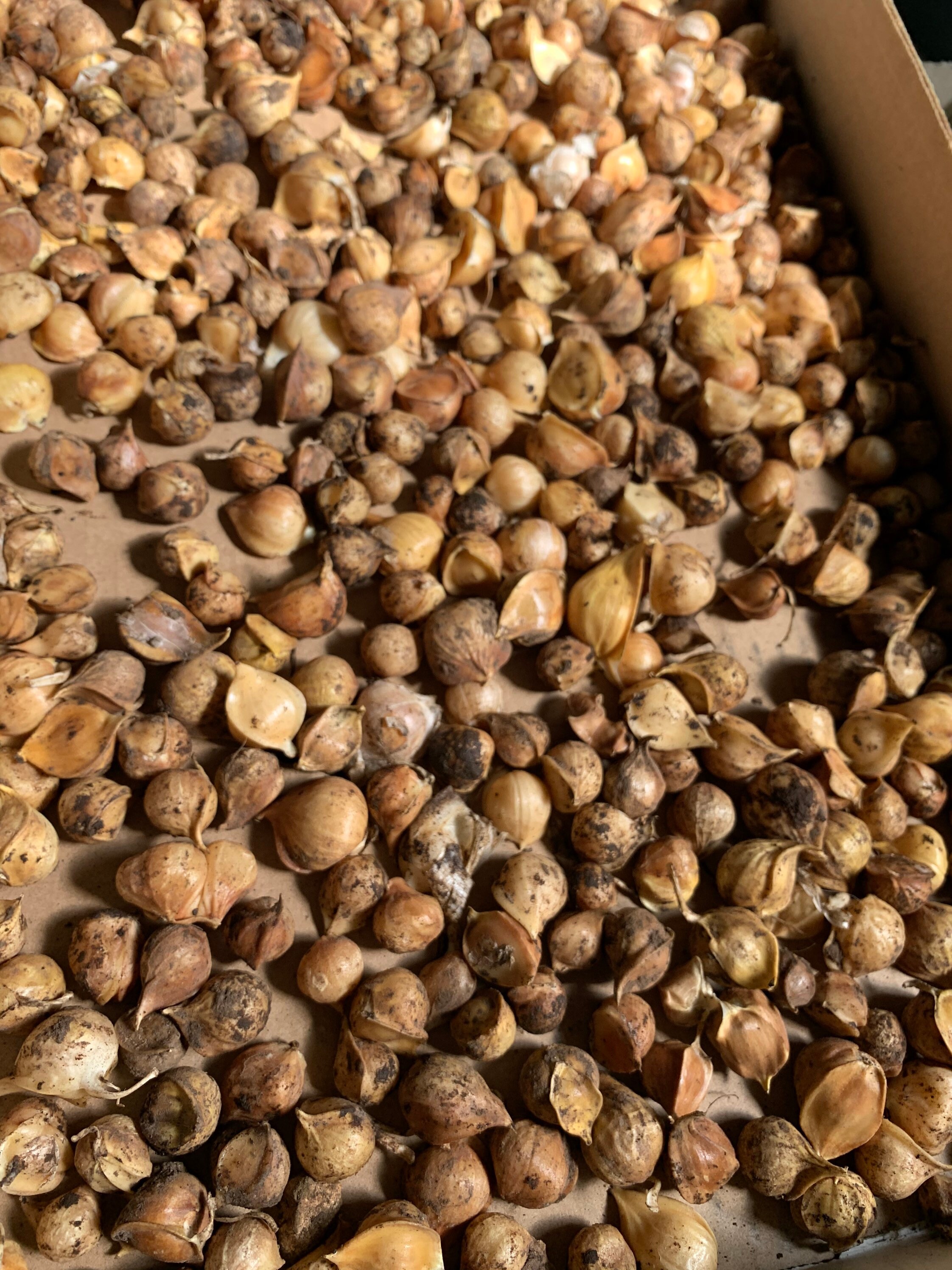 Elephant Garlic Corms Seeds Etsy