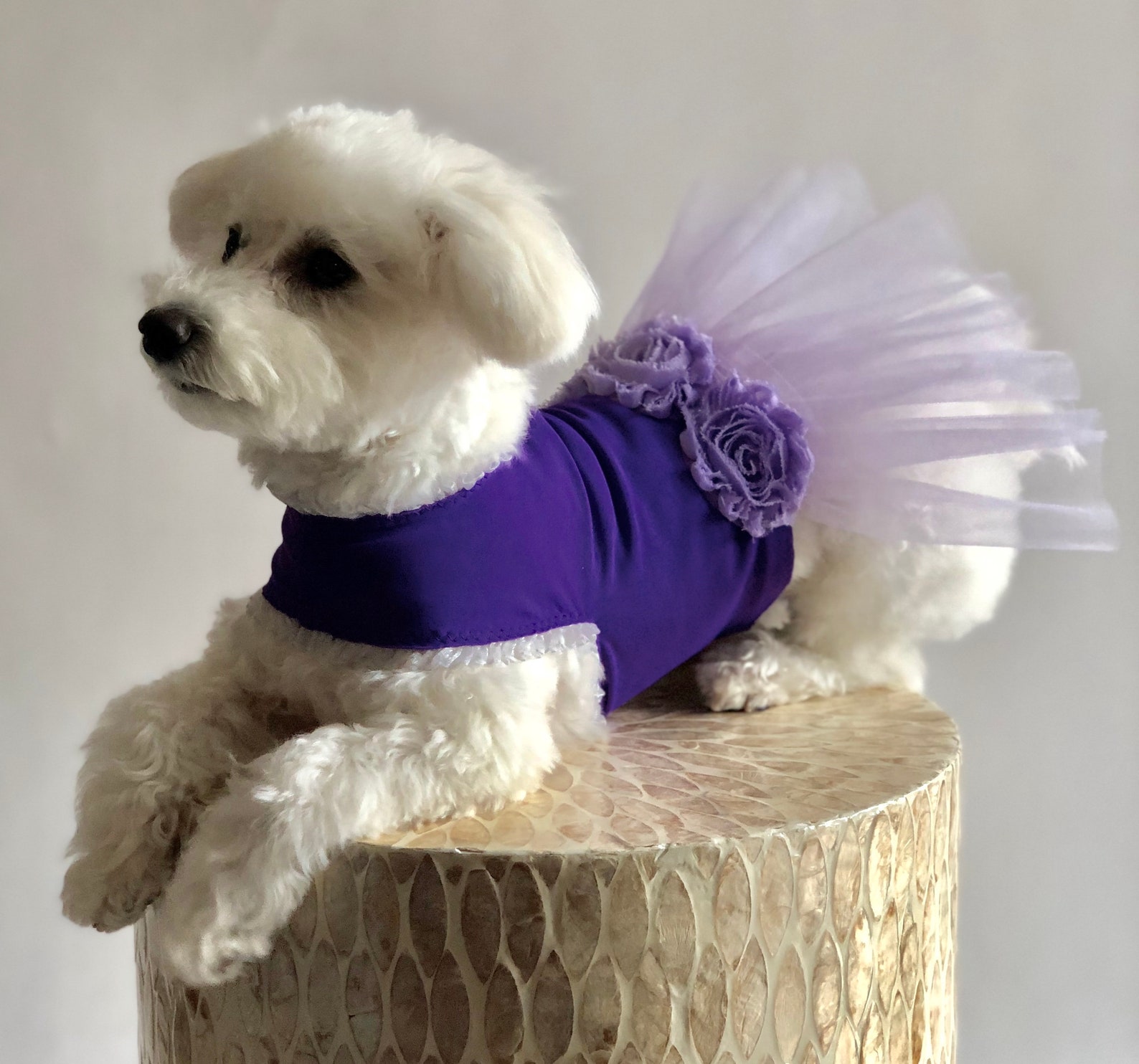 purple puppy ballet dress // upcycled pet outfit purple puppy ballet dress // upcycled pet outfit