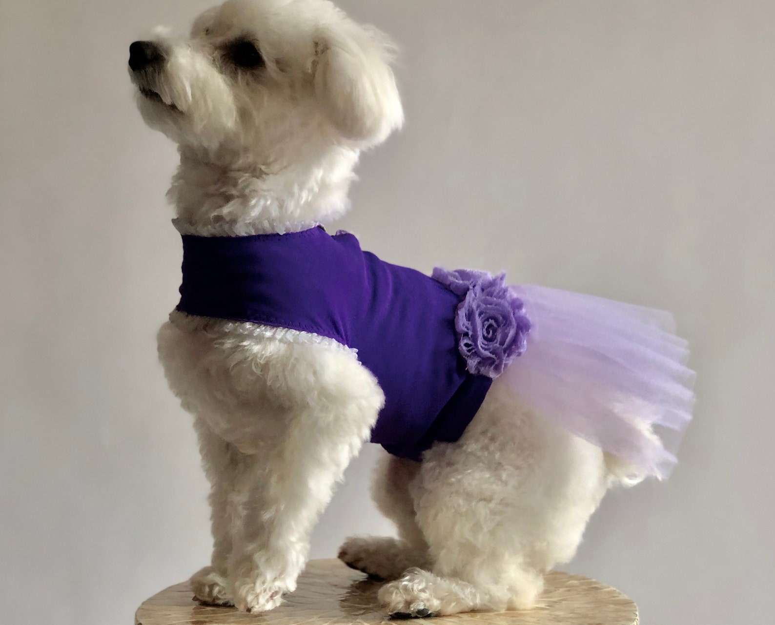 purple puppy ballet dress // upcycled pet outfit purple puppy ballet dress // upcycled pet outfit