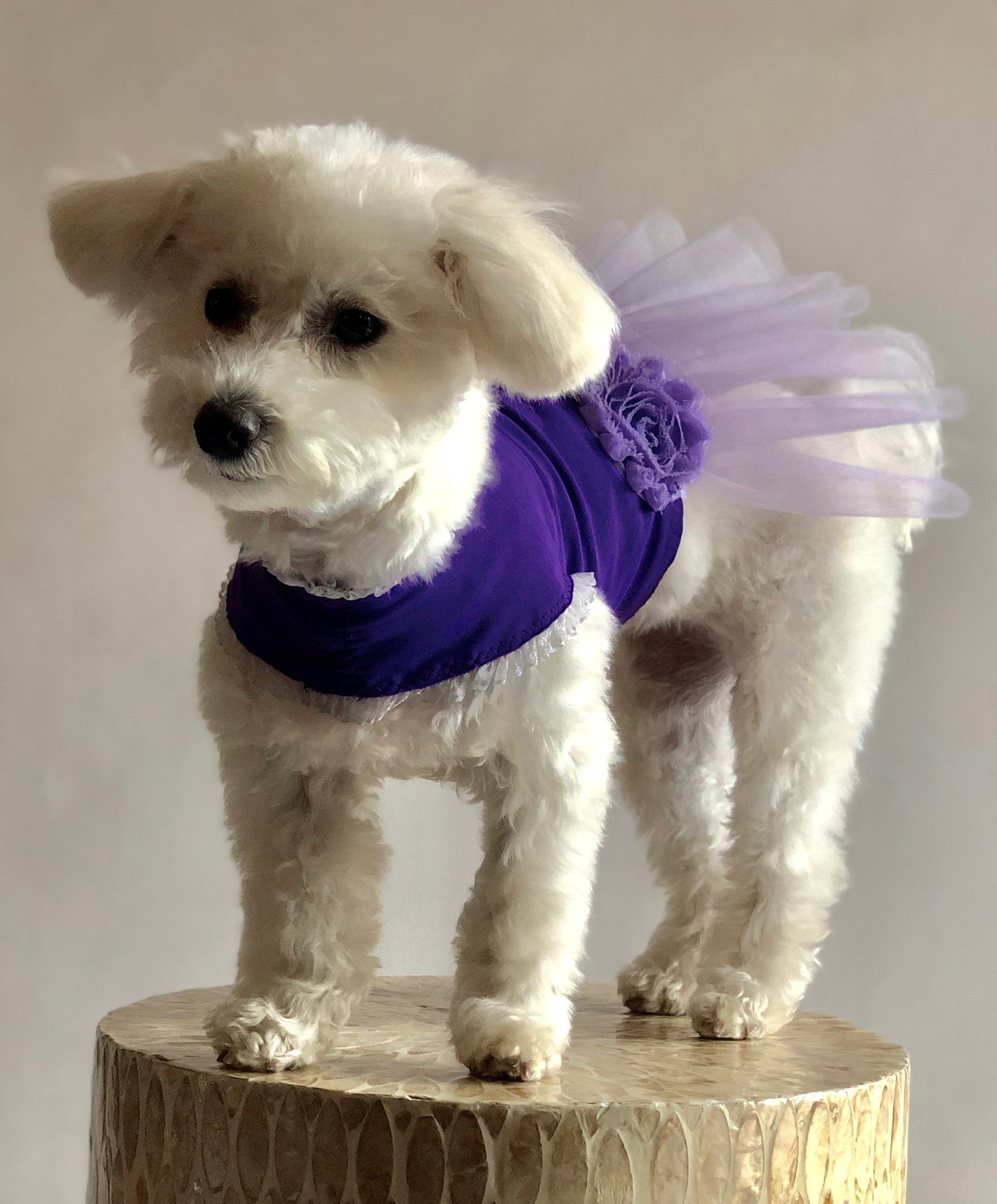 purple puppy ballet dress // upcycled pet outfit purple puppy ballet dress // upcycled pet outfit