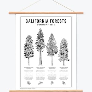 Impresión de carteles de bosques de California - Blanco y negro
