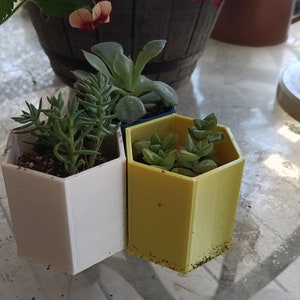 May include: Three small succulent plants in hexagonal pots. The pots are white, yellow, and blue. The plants are green and have a variety of textures.