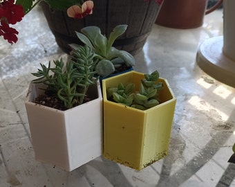 May include: Three small succulent plants in hexagonal pots. The pots are white, yellow, and blue. The plants are green and have a variety of textures.
