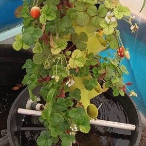 May include: A yellow vertical hydroponic tower with multiple levels for growing strawberries. The tower is sitting in a black plastic tub filled with water. The strawberries are growing in the tower and some have red ripe berries.