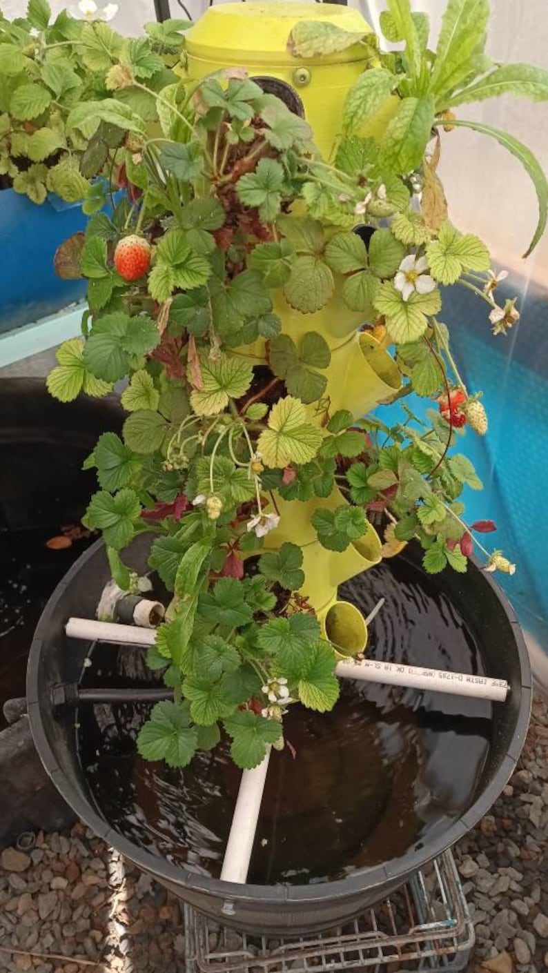 May include: A yellow vertical hydroponic tower with multiple levels for growing strawberries. The tower is sitting in a black plastic tub filled with water. The strawberries are growing in the tower and some have red ripe berries.