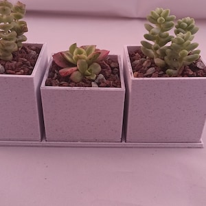 May include: Three small white square planters with a light grey speckled finish, each containing a different succulent plant. The plants are green and red.