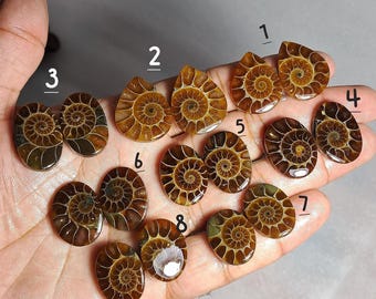 Ammonite pair, Natural Ammonite pair cabochon,  Ammonite fossil pair Gemstone, Ammonite pair, Ammonite Gemstone,Ammonite use for jewellery