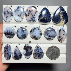 May include: A collection of fourteen polished dendritic agate cabochons with black fern-like inclusions on a white and translucent base, arranged on a white display tray next to a United States quarter coin for scale, numbered one through fourteen.