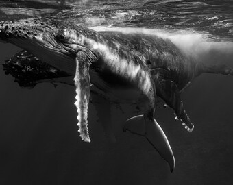 Frame TV Art - Bora Bora Humpback Whale