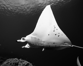 Frame TV Art - Bora Bora - Black & White Eagle Ray