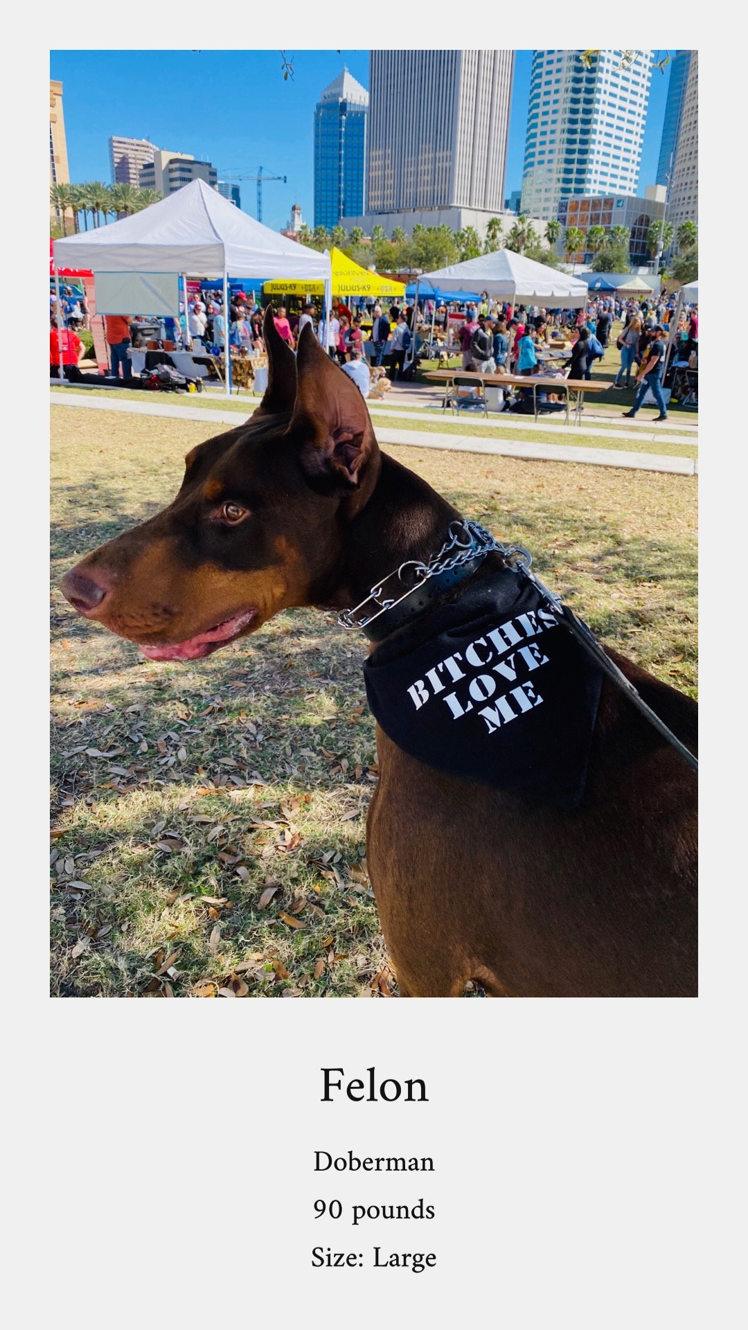 Graduation Dog Bandana My Human Graduated Bandana Graduation Etsy
