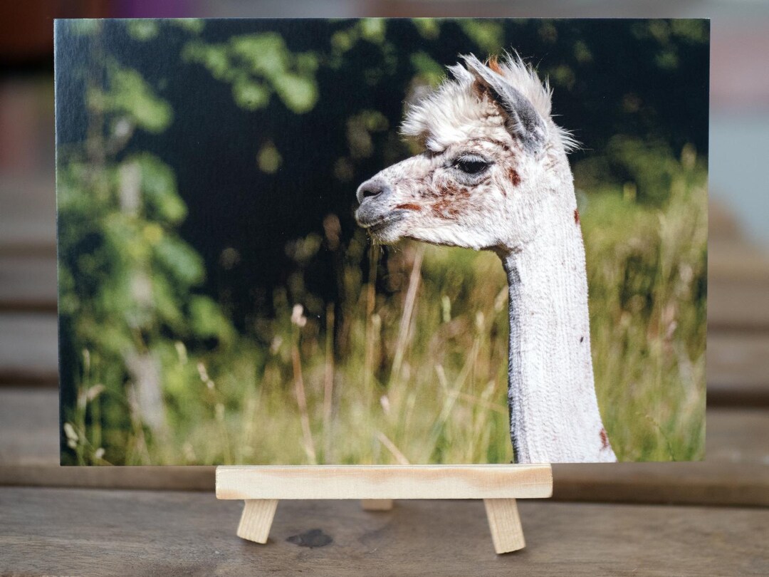 Alpaca Profile Animal Photography Postcard | Fine Art Nature Card ...