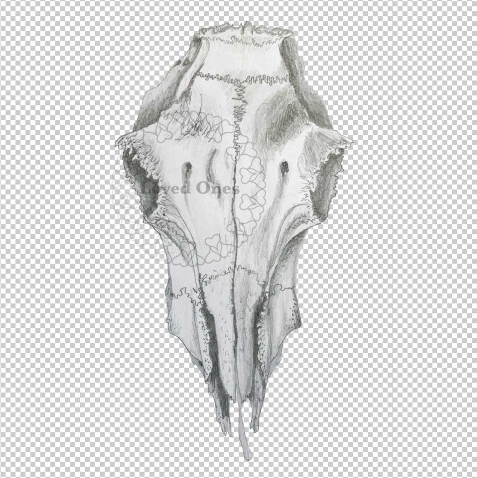Goat Skull Drawing pdf download original clipart png | Etsy