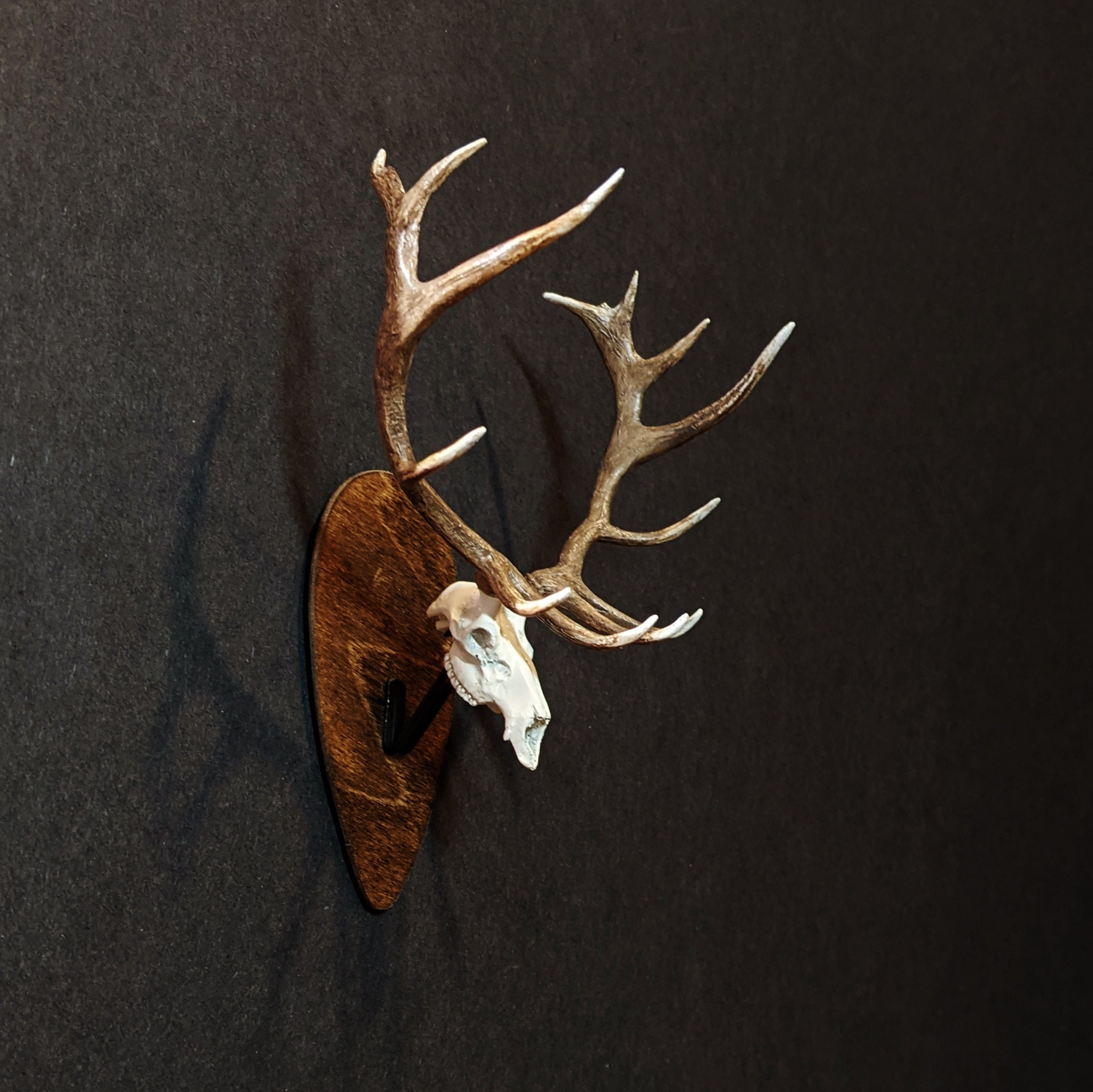 Elk Skull for sale Only 2 left at 70