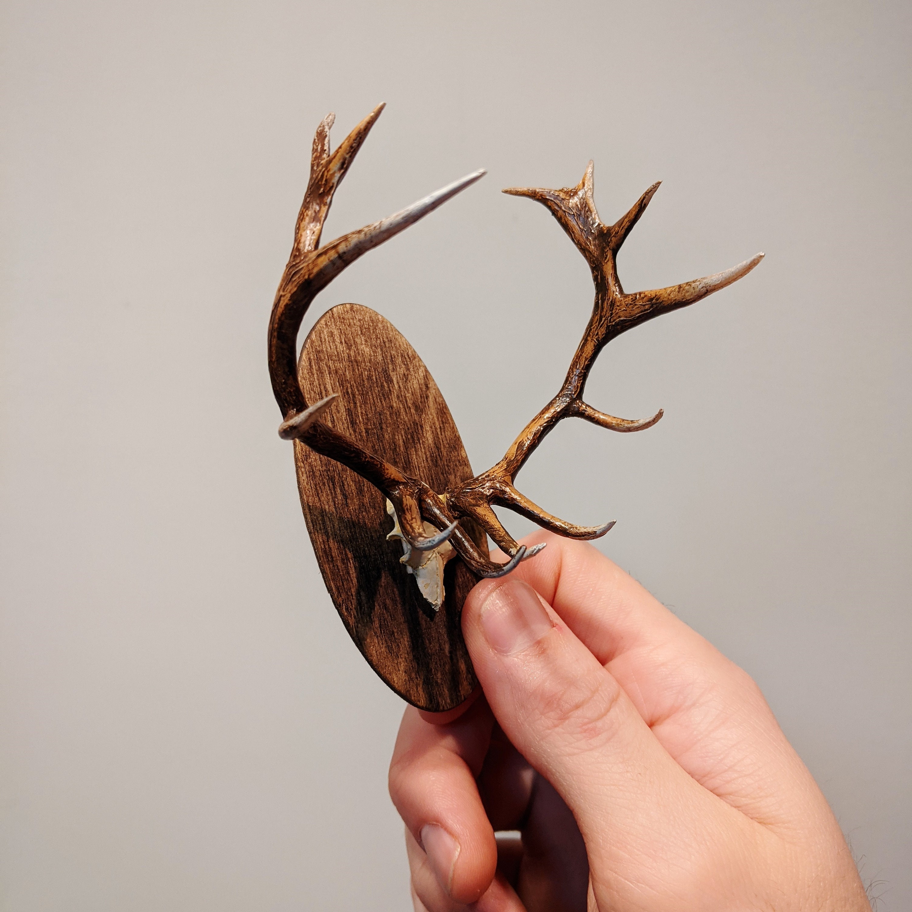 Bull Elk skull Cap Miniature Mount Etsy Australia