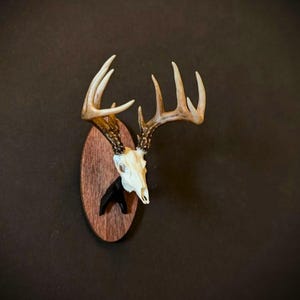 Whitetail Deer Buck (Full Skull) Miniature Mount Magnet