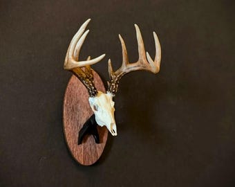 Whitetail Deer Buck (Full Skull) Miniature Mount Magnet