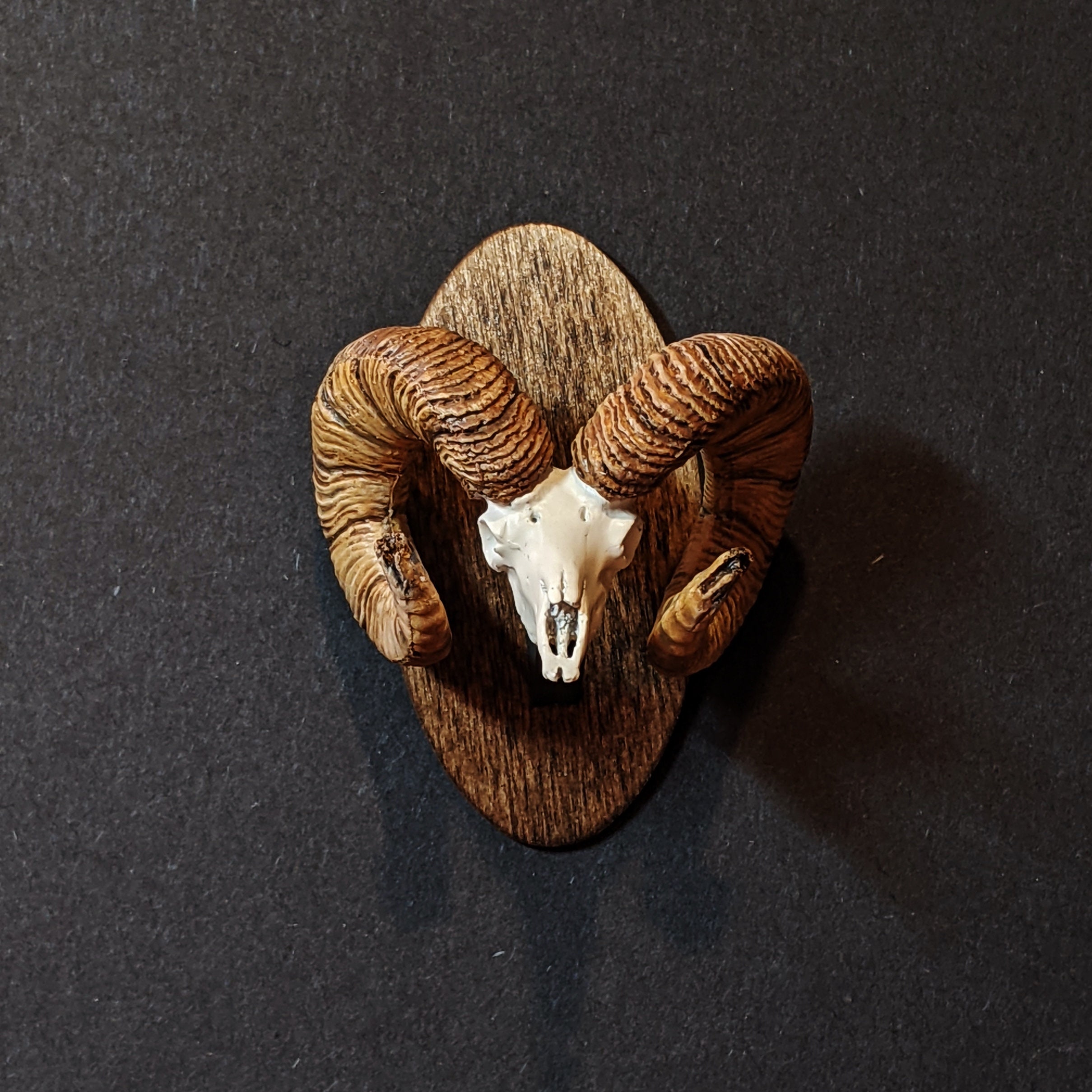 Bighorn Sheep full Skull Miniature Mount Etsy