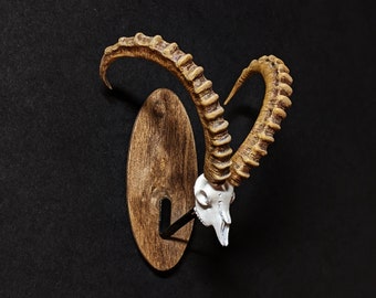 Ibex Skull - Etsy