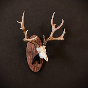 Mule Deer Buck (Full Skull) Miniature Mount Magnet