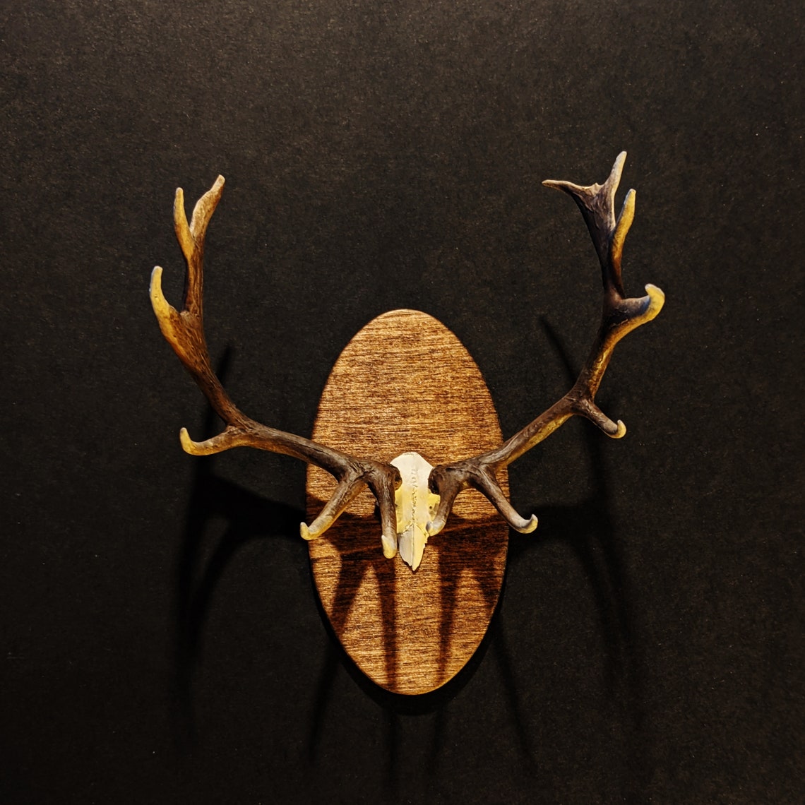 Bull Elk skull Cap Miniature Mount Etsy