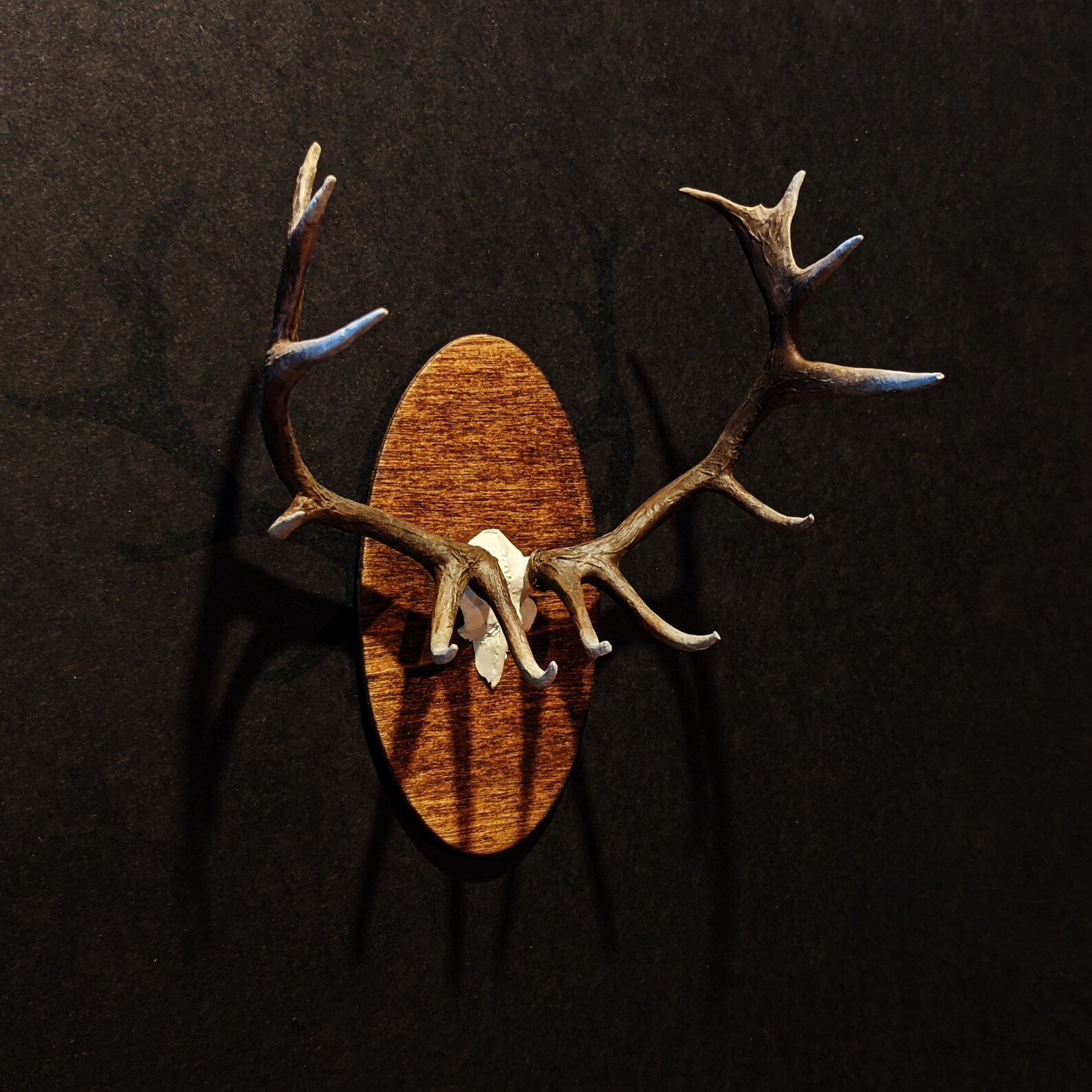 Bull Elk skull Cap Miniature Mount Etsy