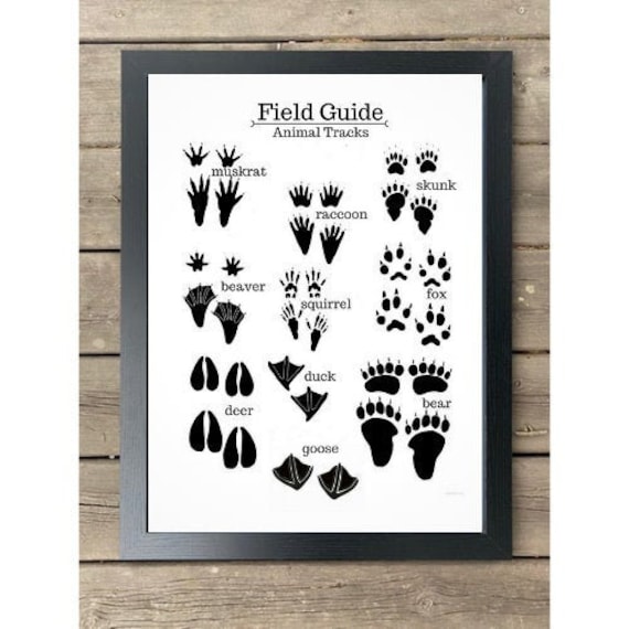 Field Guide Digital Kids Print | Etsy