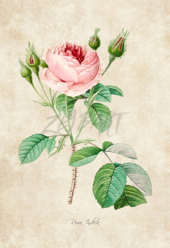 VTG Botanic Art Print Redoute Engraving Repro ROSE ROSES *** SEE VARIETY