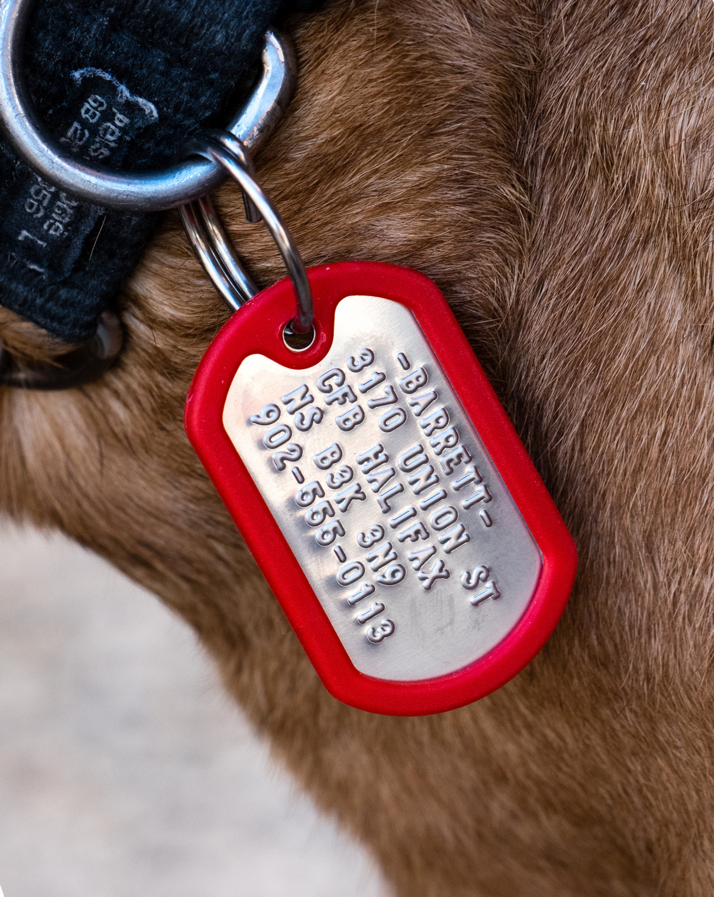 dog-tags-for-dogs-literally-dog-id-tags-pet-id-tag-dog-etsy