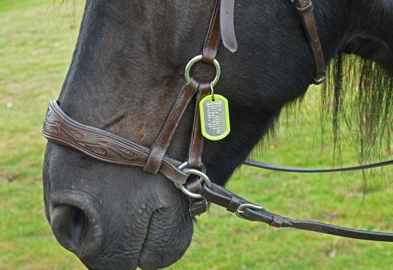 bridle
