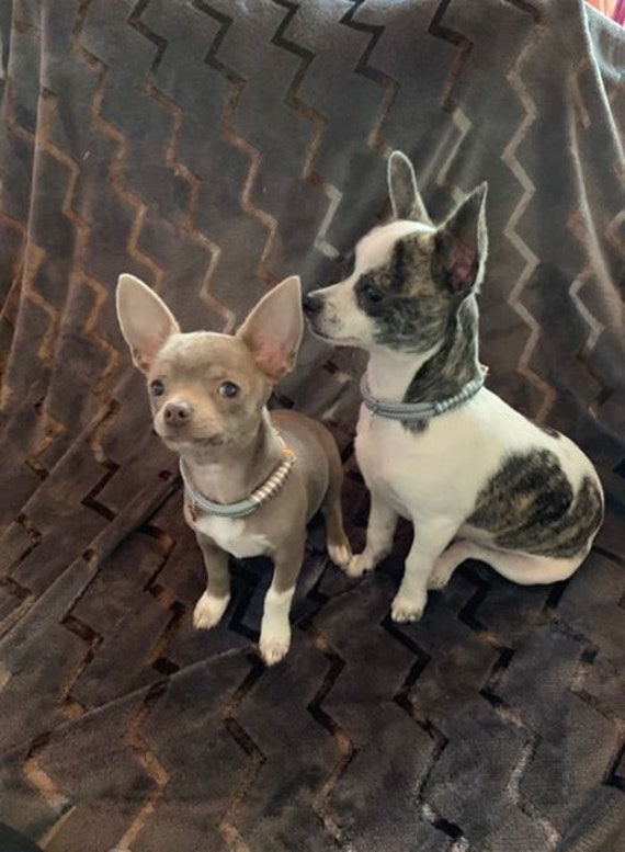 Halsband fr kleine Hunde Chihuahua Bolonka Halsband 6 mm Tau Handarbeit  LibaPawlicious - Etsy sterreich
