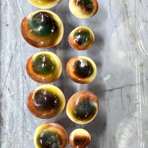 May include: A collection of nine smooth, rounded opercula shells arranged in two vertical columns. Each piece features a glossy, domed surface with a gradient of colors transitioning from a dark, deep green center to a warm, creamy tan outer edge.