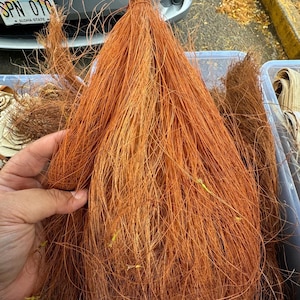 May include: A large bundle of natural brown fibers, likely coconut coir, in a clear plastic container. The fibers are long and thin, and they are arranged in a loose, fluffy pile.