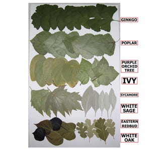 May include: A collection of pressed leaves, including Ginkgo, Poplar, Purple Orchid Tree, Ivy, Sycamore, White Sage, Eastern Redbud, and White Oak. The leaves vary in shades of green and brown, arranged on a white background.