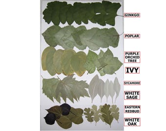 50 PCS Pressed Flat Dried Leaves Ginkgo Poplar Sage Sycamore Ivy Oak Redbud