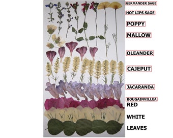 66 piezas de flores secas prensadas, amapola, salvia, malva, adelfa, jacaranda, buganvilla, cajeput