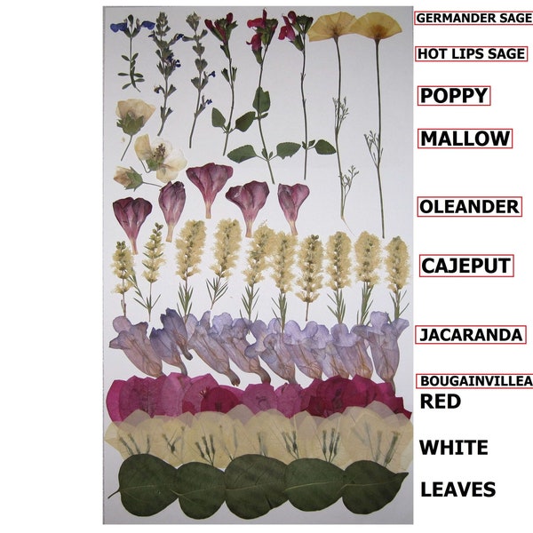 66 PCS Pressed Dry Flowers Poppy Sage Mallow Oleander Jacaranda Bougainvillea Cajeput