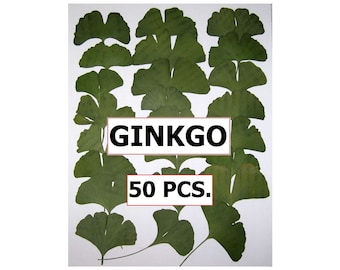 Pressed Leaves 50 PCS Ginkgo Biloba Maidenhair Leaf All Green Super Quality