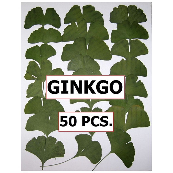 Pressed Leaves 50 PCS Ginkgo Biloba Maidenhair Leaf All Green Super Quality